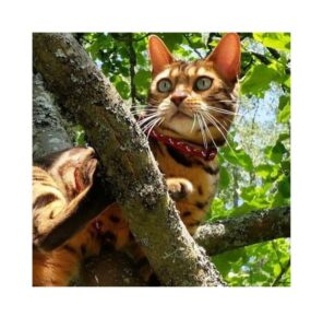 Katze auf dem Baum